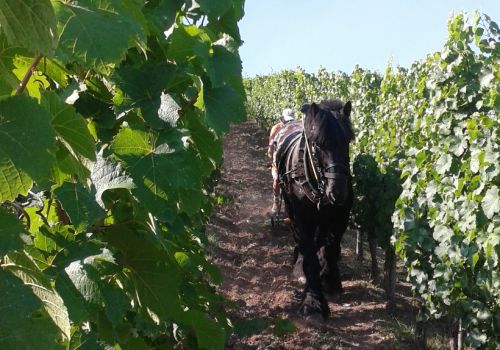 cheval-vigne-1020x574