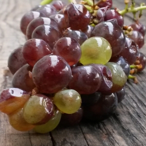 two-coloured-berries