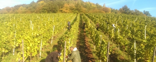 vendanges-2016