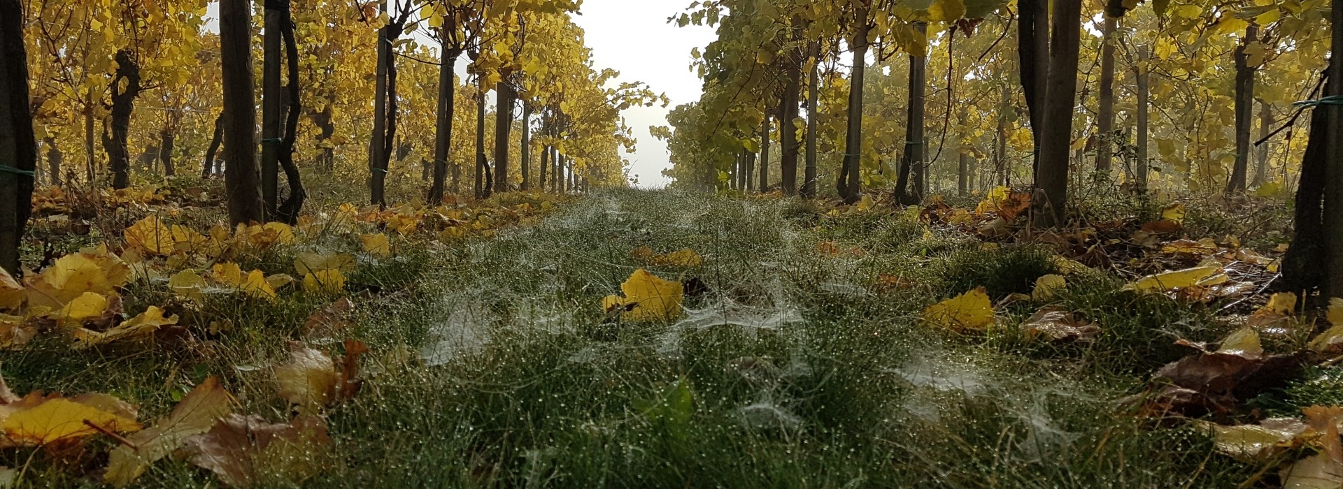 nov2