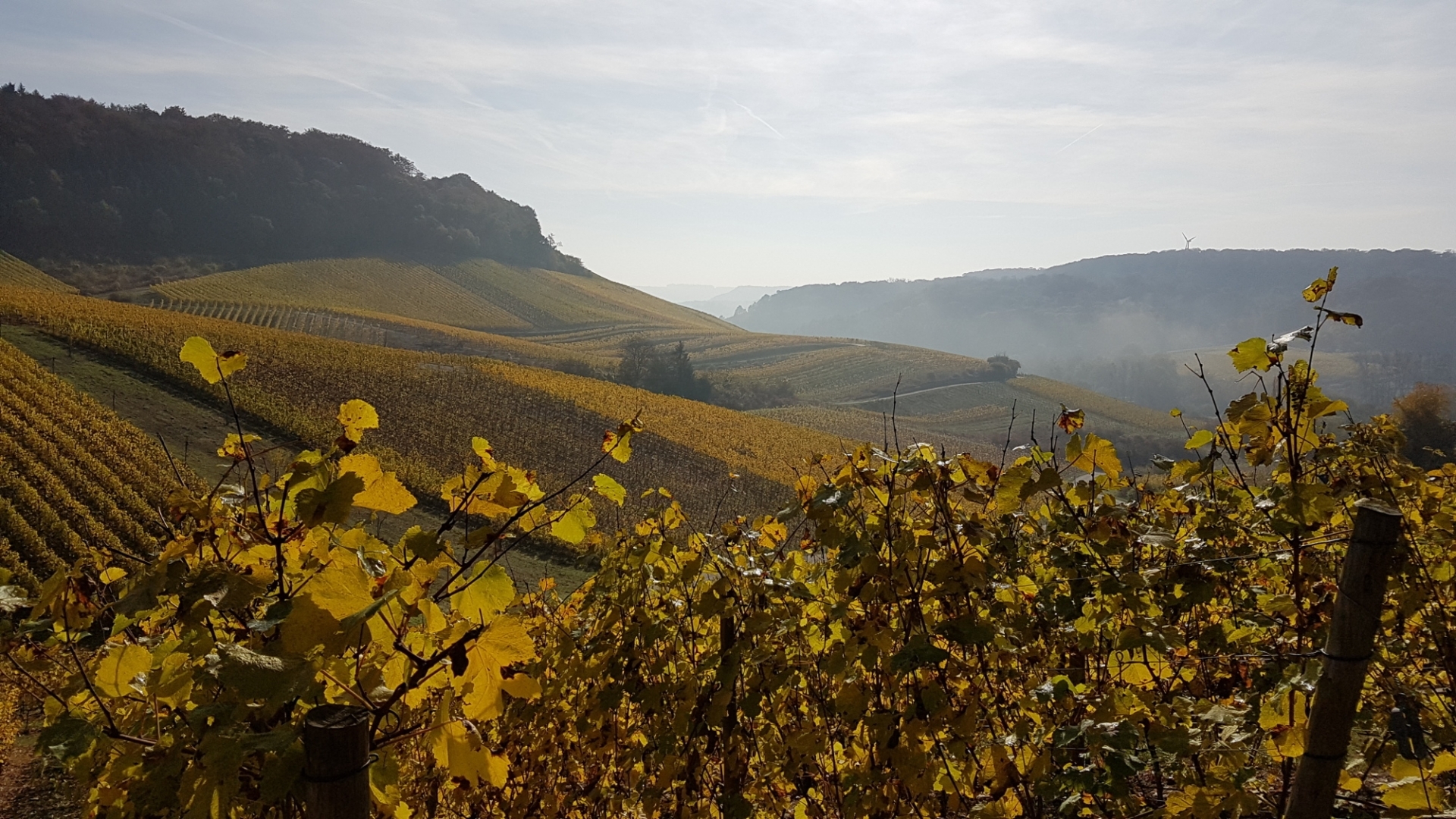 schwebsange-vigne