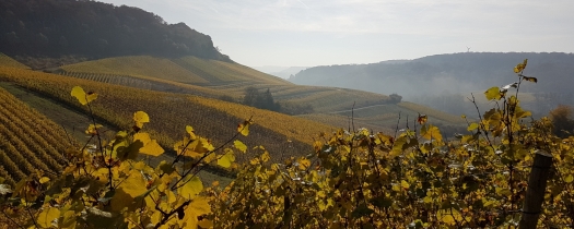 schwebsange-vigne schwebsange-vigne
