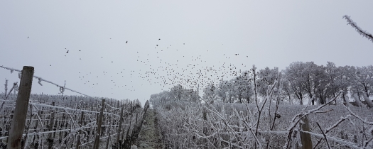 kox-snow kox-snow