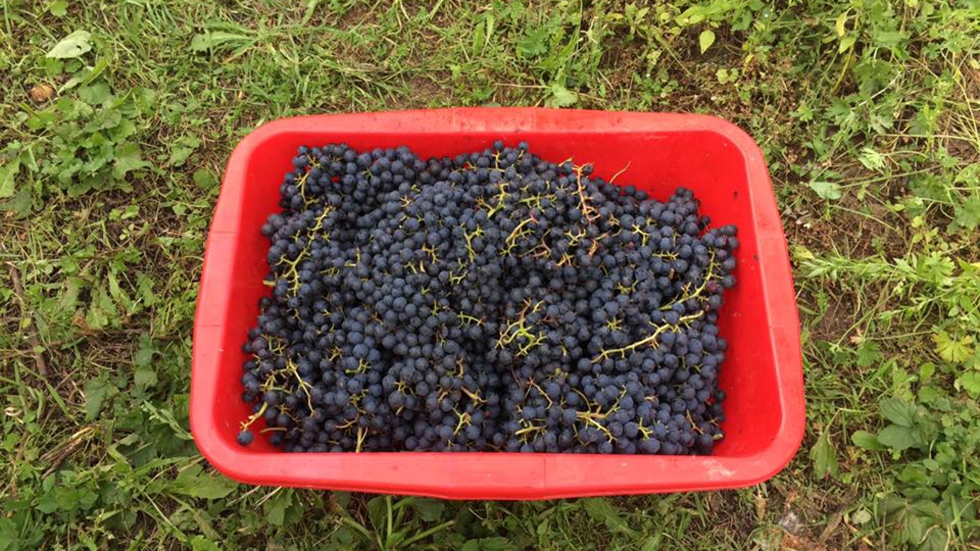 170830_harvest_pinotin_kox 170830_harvest_pinotin_kox