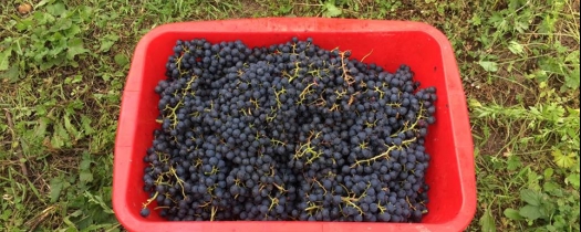 170830_harvest_pinotin_kox 170830_harvest_pinotin_kox