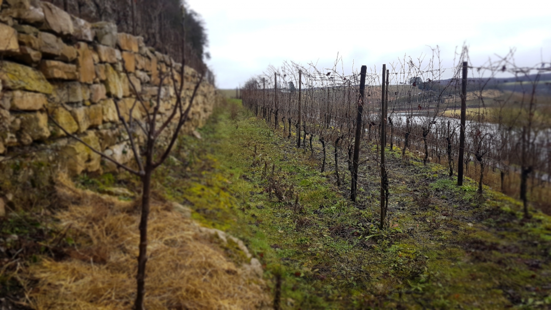 Orchard - Mosella Orchard - Mosella
