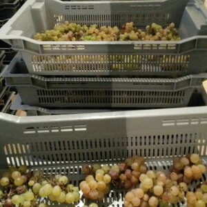 Vin de Paille 2015 couronné de succès