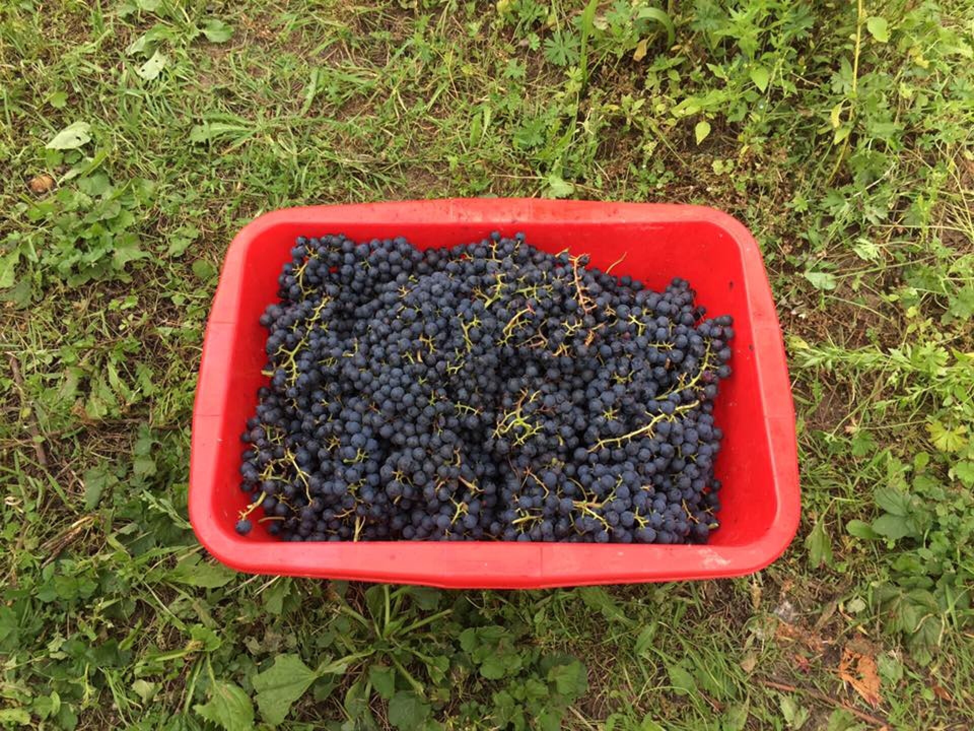 nos vendanges les plus précoces ont commencé