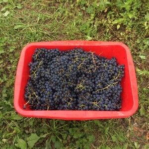 nos vendanges les plus précoces ont commencé