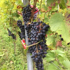 nos vendanges les plus précoces ont commencé