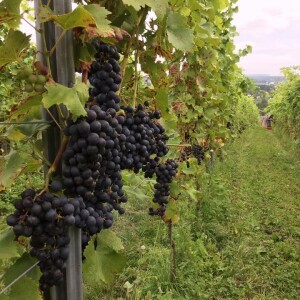 nos vendanges les plus précoces ont commencé
