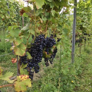nos vendanges les plus précoces ont commencé