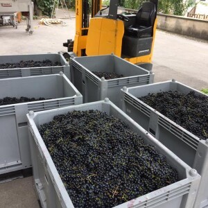 nos vendanges les plus précoces ont commencé