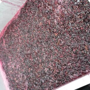 nos vendanges les plus précoces ont commencé