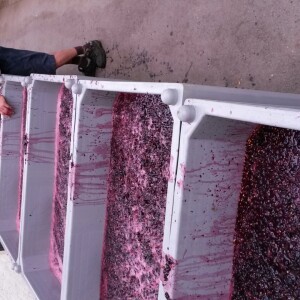nos vendanges les plus précoces ont commencé