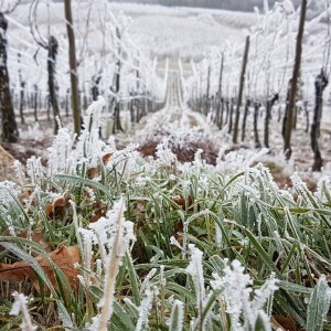 PREMIÈRE TOMBÉE DE NEIGE