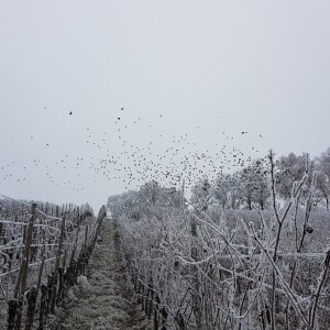 FIRST SNOWFALL OF THE YEAR