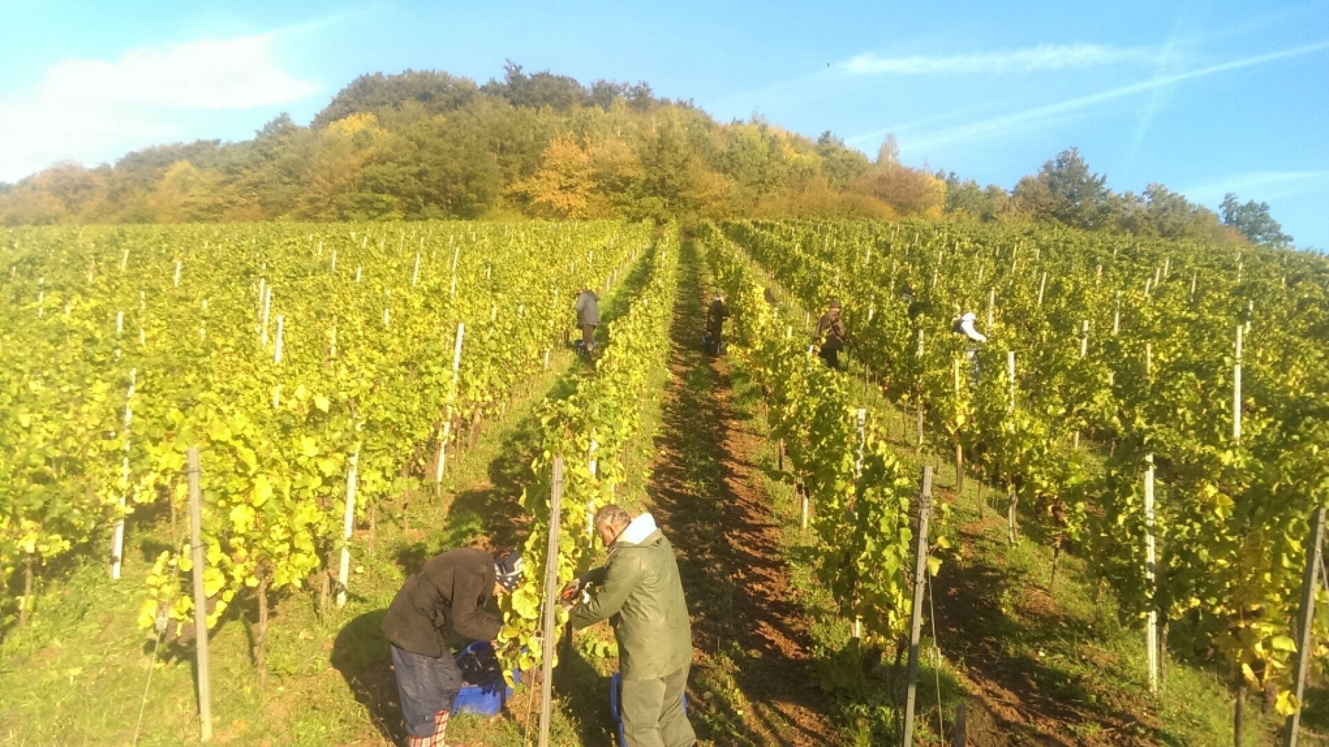 LES VENDANGES ONT COMMENCÉES...