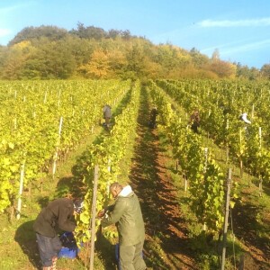 LES VENDANGES ONT COMMENCÉES...