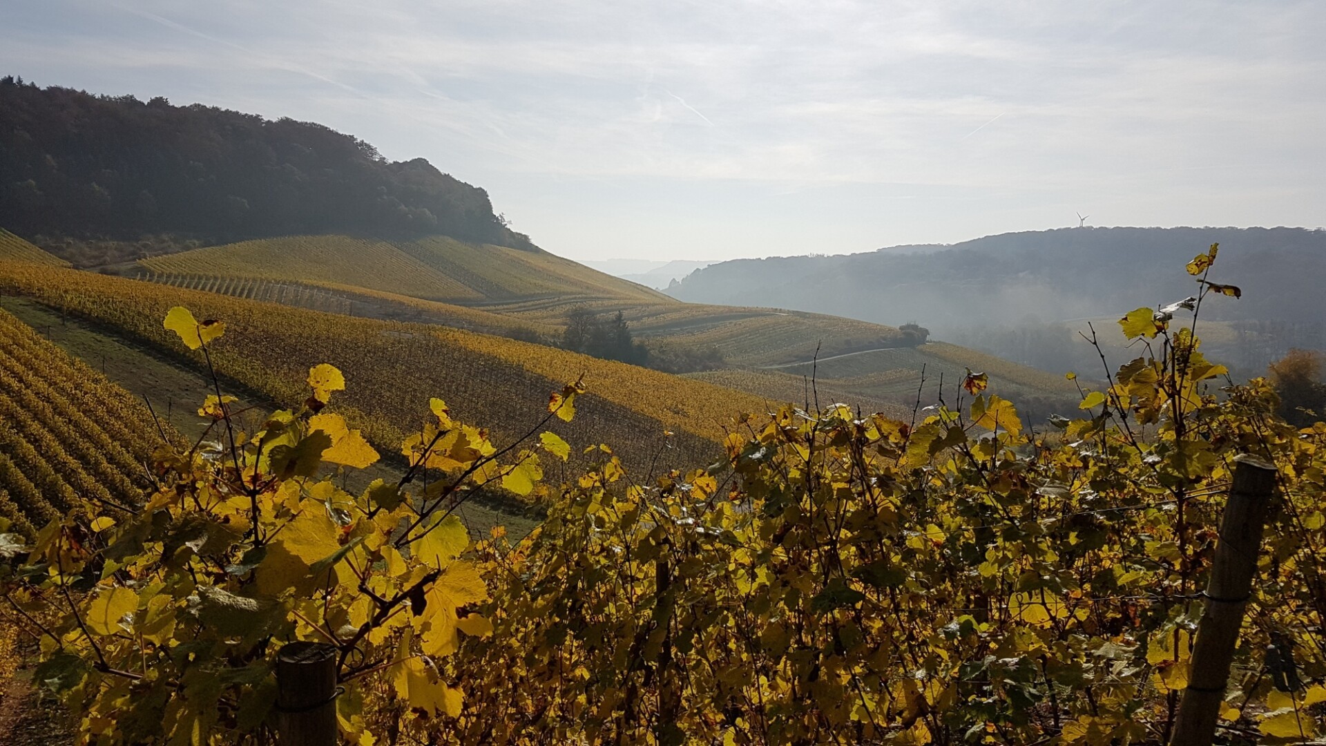 IN THE VINEYARD