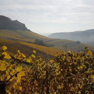 IN THE VINEYARD