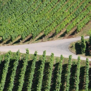 IN THE VINEYARD
