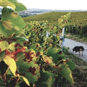 IN THE VINEYARD