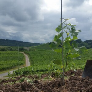 IN THE VINEYARD
