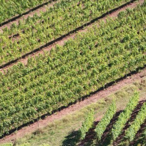IN THE VINEYARD