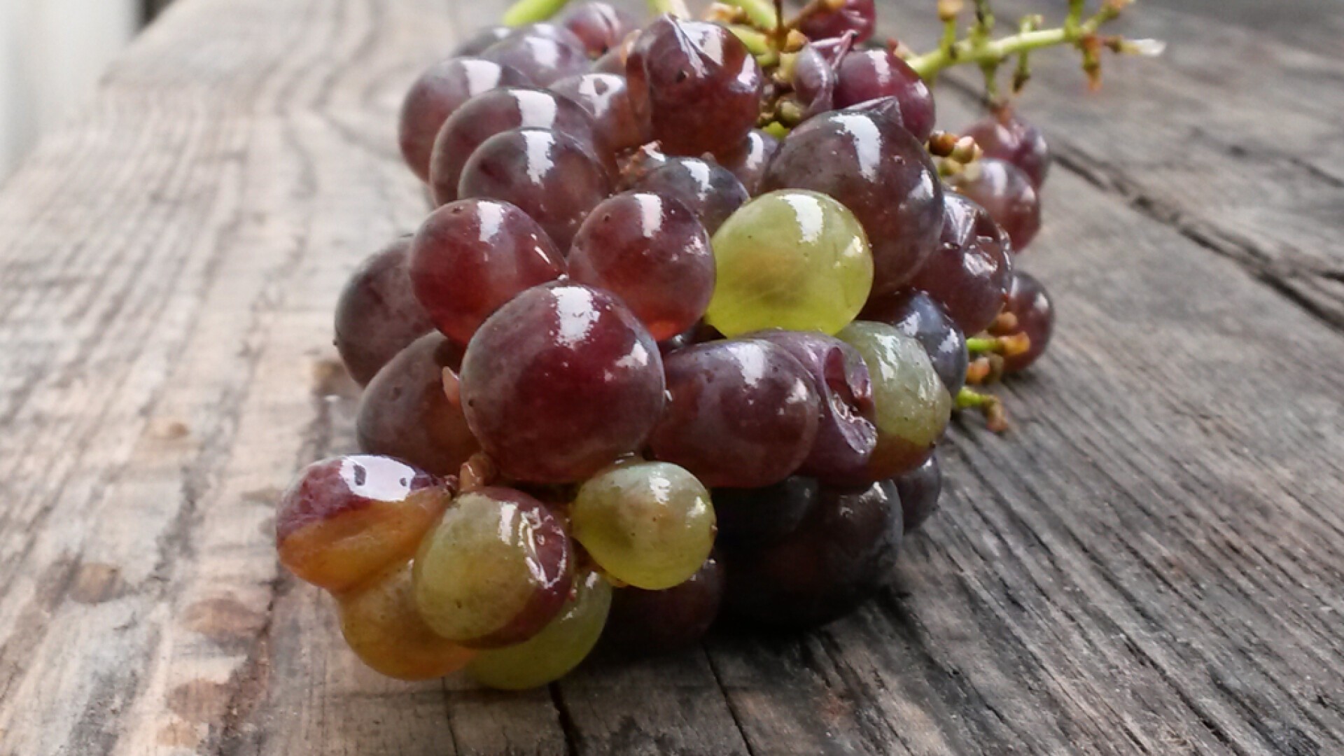 LES VENDANGES 2016 - EN IMAGES