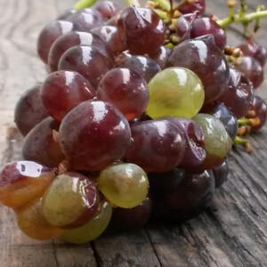 LES VENDANGES 2016 - EN IMAGES
