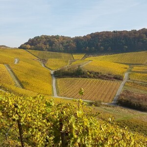 LES VENDANGES 2016 - EN IMAGES