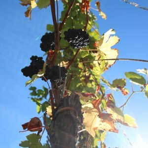 LES VENDANGES 2016 - EN IMAGES