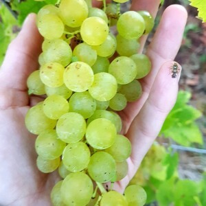 LES VENDANGES 2016 - EN IMAGES