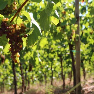 LES VENDANGES 2016 - EN IMAGES