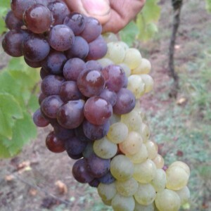 LES VENDANGES 2016 - EN IMAGES
