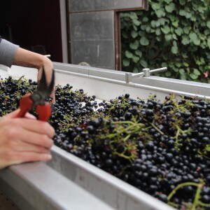 LES VENDANGES 2016 - EN IMAGES