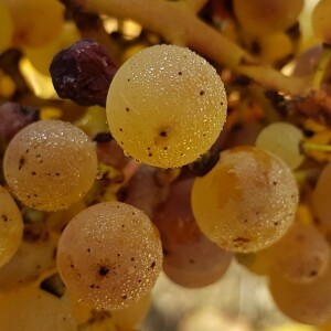 LES VENDANGES 2016 - EN IMAGES