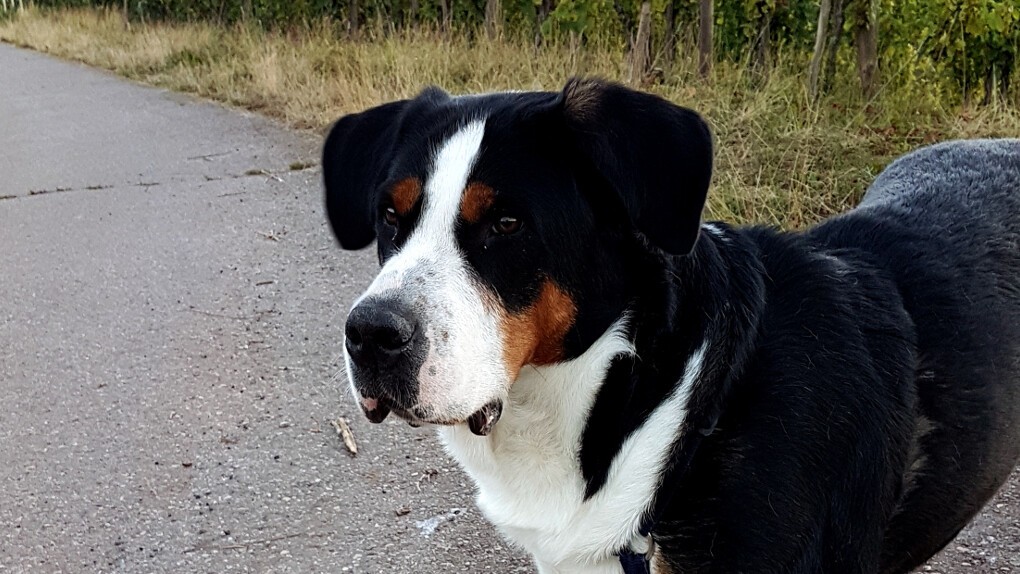 Ella
