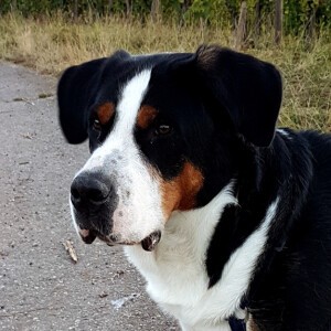 Ella