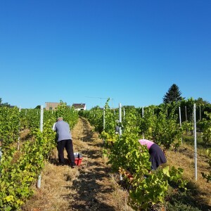PREMIER «VERJUS» PRODUIT AU LUXEMBOURG