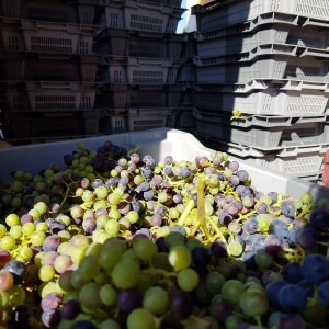 PREMIER «VERJUS» PRODUIT AU LUXEMBOURG