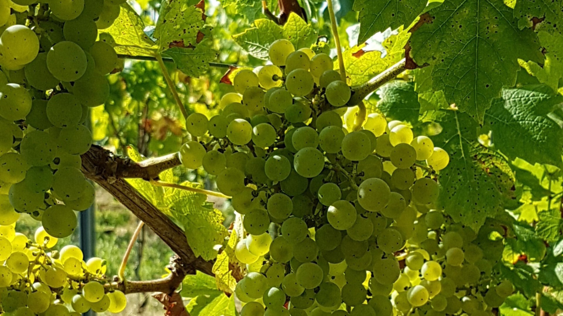 PIWI - LE FUTUR DANS LE VIGNOBLE