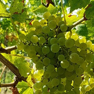 PIWI - LE FUTUR DANS LE VIGNOBLE