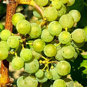 PIWI - LE FUTUR DANS LE VIGNOBLE