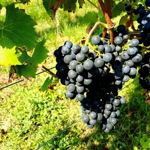 PIWI - LE FUTUR DANS LE VIGNOBLE
