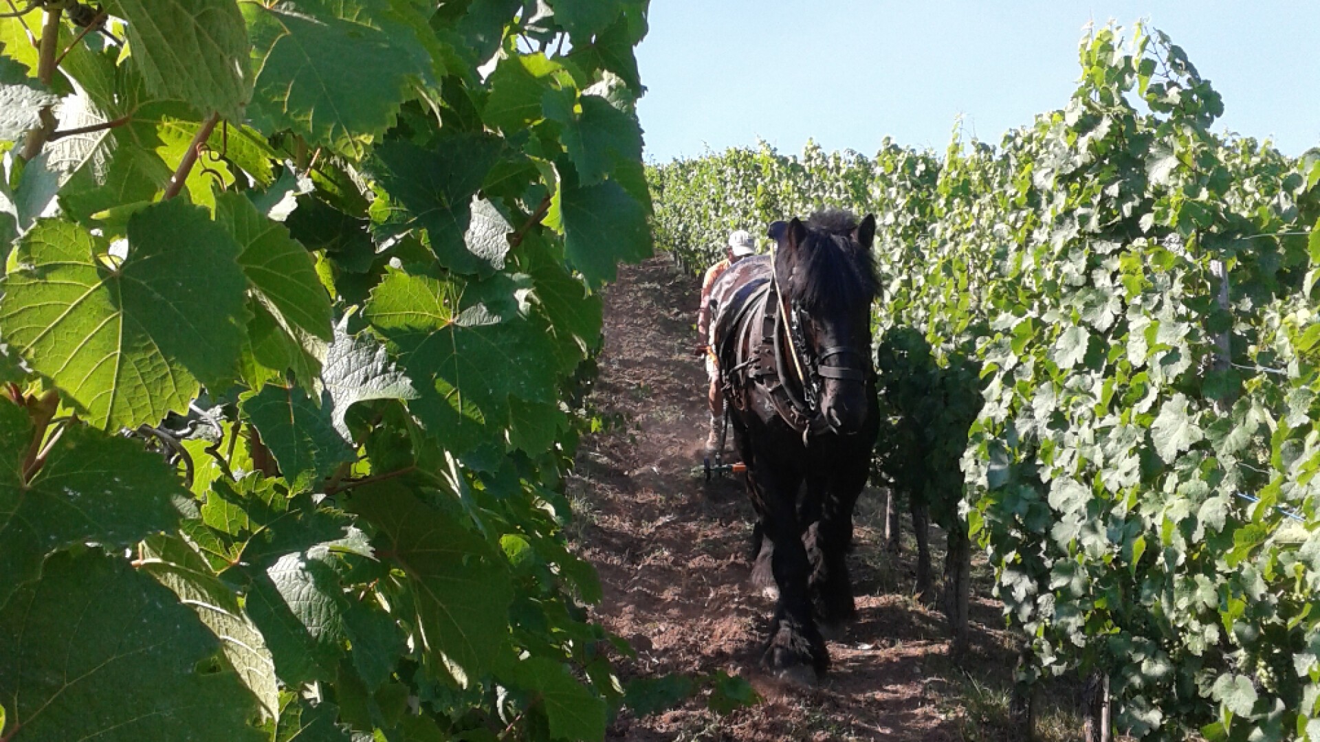UN CHEVAL DANS LES VIGNES