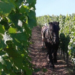 UN CHEVAL DANS LES VIGNES