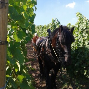 UN CHEVAL DANS LES VIGNES
