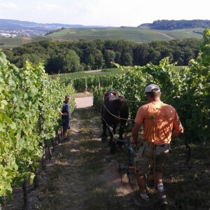 UN CHEVAL DANS LES VIGNES